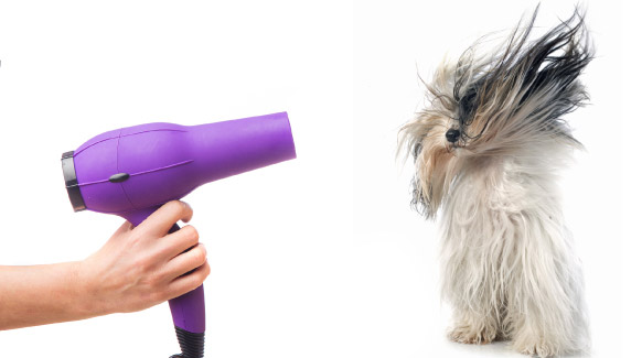 Sesión de peluquería para tu perro sin salir de casa | Ecohappy Store